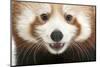 Close-Up of Young Red Panda or Shining Cat, Ailurus Fulgens, 7 Months Old-Life on White-Mounted Premium Photographic Print