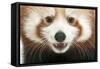 Close-Up of Young Red Panda or Shining Cat, Ailurus Fulgens, 7 Months Old-Life on White-Framed Stretched Canvas