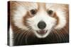 Close-Up of Young Red Panda or Shining Cat, Ailurus Fulgens, 7 Months Old-Life on White-Stretched Canvas