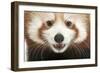 Close-Up of Young Red Panda or Shining Cat, Ailurus Fulgens, 7 Months Old-Life on White-Framed Photographic Print