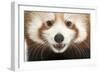 Close-Up of Young Red Panda or Shining Cat, Ailurus Fulgens, 7 Months Old-Life on White-Framed Photographic Print