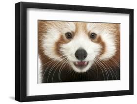 Close-Up of Young Red Panda or Shining Cat, Ailurus Fulgens, 7 Months Old-Life on White-Framed Photographic Print