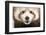 Close-Up of Young Red Panda or Shining Cat, Ailurus Fulgens, 7 Months Old-Life on White-Framed Photographic Print