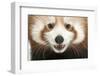 Close-Up of Young Red Panda or Shining Cat, Ailurus Fulgens, 7 Months Old-Life on White-Framed Photographic Print