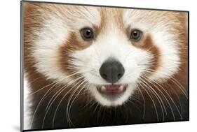 Close-Up of Young Red Panda or Shining Cat, Ailurus Fulgens, 7 Months Old-Life on White-Mounted Photographic Print