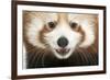 Close-Up of Young Red Panda or Shining Cat, Ailurus Fulgens, 7 Months Old-Life on White-Framed Photographic Print