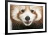 Close-Up of Young Red Panda or Shining Cat, Ailurus Fulgens, 7 Months Old-Life on White-Framed Photographic Print