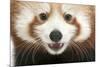 Close-Up of Young Red Panda or Shining Cat, Ailurus Fulgens, 7 Months Old-Life on White-Mounted Photographic Print