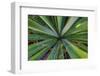 Close-up of yucca plant leaves-Anna Miller-Framed Photographic Print