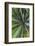 Close-up of yucca plant leaves-Anna Miller-Framed Photographic Print