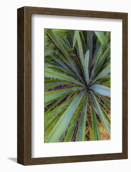 Close-up of yucca plant leaves-Anna Miller-Framed Photographic Print