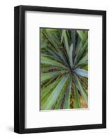 Close-up of yucca plant leaves-Anna Miller-Framed Photographic Print