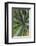Close-up of yucca plant leaves-Anna Miller-Framed Photographic Print