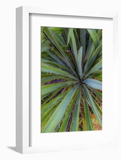 Close-up of yucca plant leaves-Anna Miller-Framed Photographic Print