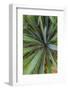 Close-up of yucca plant leaves-Anna Miller-Framed Photographic Print