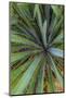 Close-up of yucca plant leaves-Anna Miller-Mounted Photographic Print