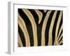 Close-Up of Zebra Skin, South Africa, Africa-Steve & Ann Toon-Framed Premium Photographic Print