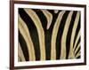 Close-Up of Zebra Skin, South Africa, Africa-Steve & Ann Toon-Framed Premium Photographic Print