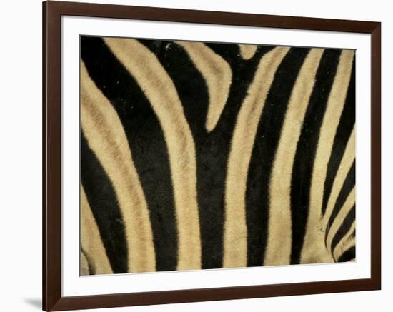 Close-Up of Zebra Skin, South Africa, Africa-Steve & Ann Toon-Framed Premium Photographic Print