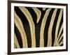 Close-Up of Zebra Skin, South Africa, Africa-Steve & Ann Toon-Framed Premium Photographic Print