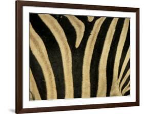 Close-Up of Zebra Skin, South Africa, Africa-Steve & Ann Toon-Framed Premium Photographic Print