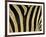 Close-Up of Zebra Skin, South Africa, Africa-Steve & Ann Toon-Framed Premium Photographic Print