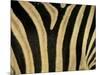 Close-Up of Zebra Skin, South Africa, Africa-Steve & Ann Toon-Mounted Premium Photographic Print