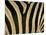 Close-Up of Zebra Skin, South Africa, Africa-Steve & Ann Toon-Mounted Premium Photographic Print