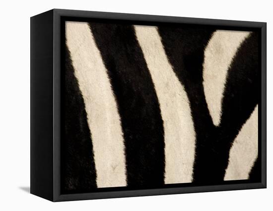 Close-up of Zebra Stripes, Masai Mara, Kenya-Arthur Morris-Framed Stretched Canvas
