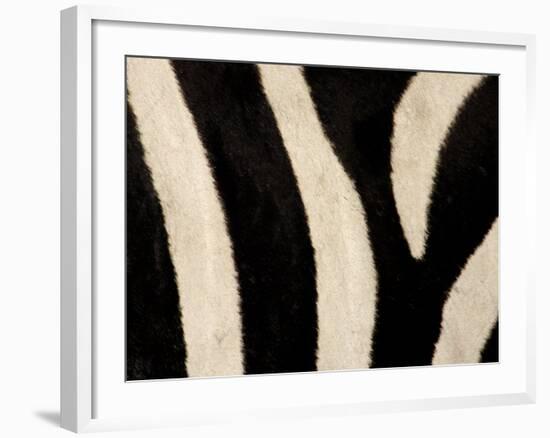 Close-up of Zebra Stripes, Masai Mara, Kenya-Arthur Morris-Framed Photographic Print