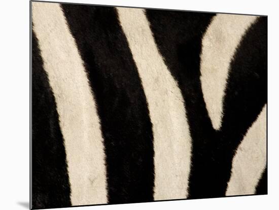 Close-up of Zebra Stripes, Masai Mara, Kenya-Arthur Morris-Mounted Photographic Print