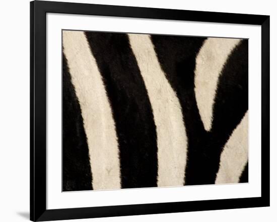 Close-up of Zebra Stripes, Masai Mara, Kenya-Arthur Morris-Framed Photographic Print