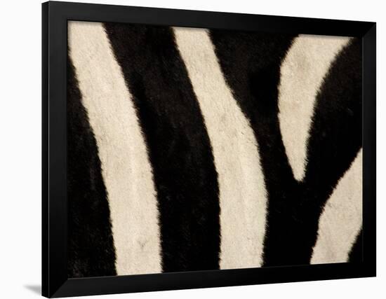 Close-up of Zebra Stripes, Masai Mara, Kenya-Arthur Morris-Framed Photographic Print