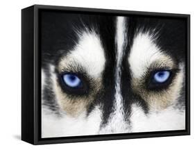 Close Up On Blue Eyes Of A Dog-melis-Framed Stretched Canvas