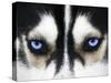 Close Up On Blue Eyes Of A Dog-melis-Stretched Canvas