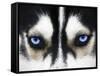 Close Up On Blue Eyes Of A Dog-melis-Framed Stretched Canvas