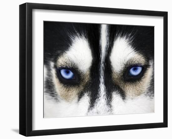 Close Up On Blue Eyes Of A Dog-melis-Framed Photographic Print