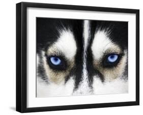 Close Up On Blue Eyes Of A Dog-melis-Framed Photographic Print