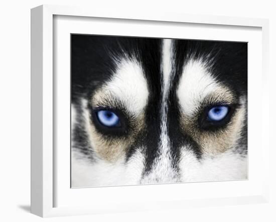 Close Up On Blue Eyes Of A Dog-melis-Framed Photographic Print