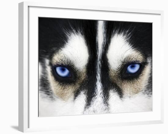 Close Up On Blue Eyes Of A Dog-melis-Framed Photographic Print