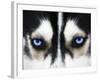 Close Up On Blue Eyes Of A Dog-melis-Framed Photographic Print