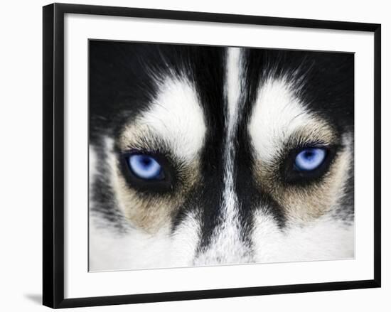 Close Up On Blue Eyes Of A Dog-melis-Framed Photographic Print