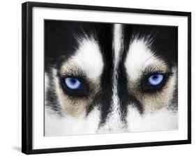 Close Up On Blue Eyes Of A Dog-melis-Framed Photographic Print