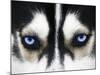 Close Up On Blue Eyes Of A Dog-melis-Mounted Photographic Print