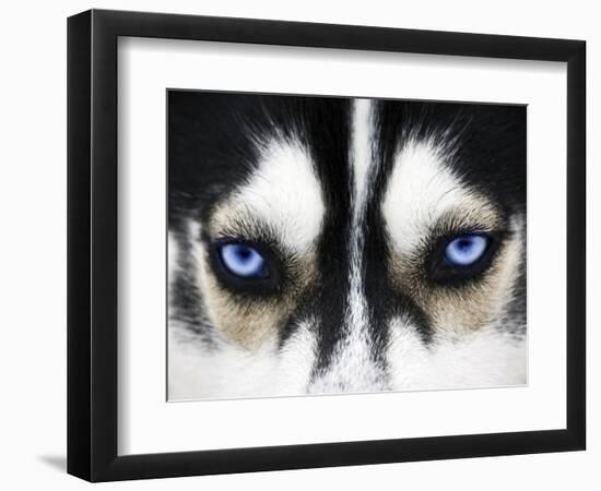 Close Up On Blue Eyes Of A Dog-melis-Framed Photographic Print