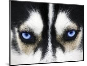 Close Up On Blue Eyes Of A Dog-melis-Mounted Photographic Print