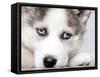 Close Up On Blue Eyes Of Cute Siberian Husky Puppy-melis-Framed Stretched Canvas