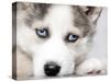 Close Up On Blue Eyes Of Cute Siberian Husky Puppy-melis-Stretched Canvas