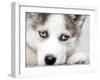 Close Up On Blue Eyes Of Cute Siberian Husky Puppy-melis-Framed Photographic Print