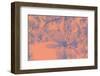 Close-Up on Spring-Philippe Sainte-Laudy-Framed Photographic Print